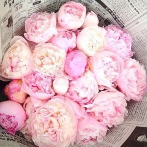 peonies